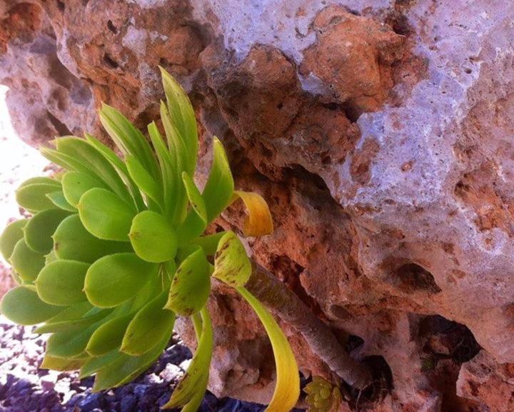 Vacaciones La Marina Costa Blanca Villa Kültér fotó